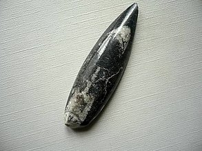 Minerály - Orthoceras 56 mm, č.33f - 15710498_