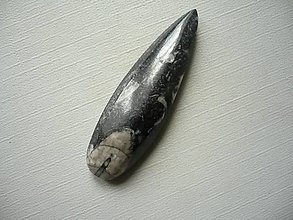 Minerály - Orthoceras 51 mm, č.35f - 15710504_