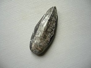 Minerály - Orthoceras 39 mm, č.37f - 15710506_