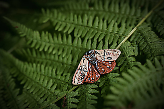 Brošne - Brošňa Nočný motýľ - 15757466_
