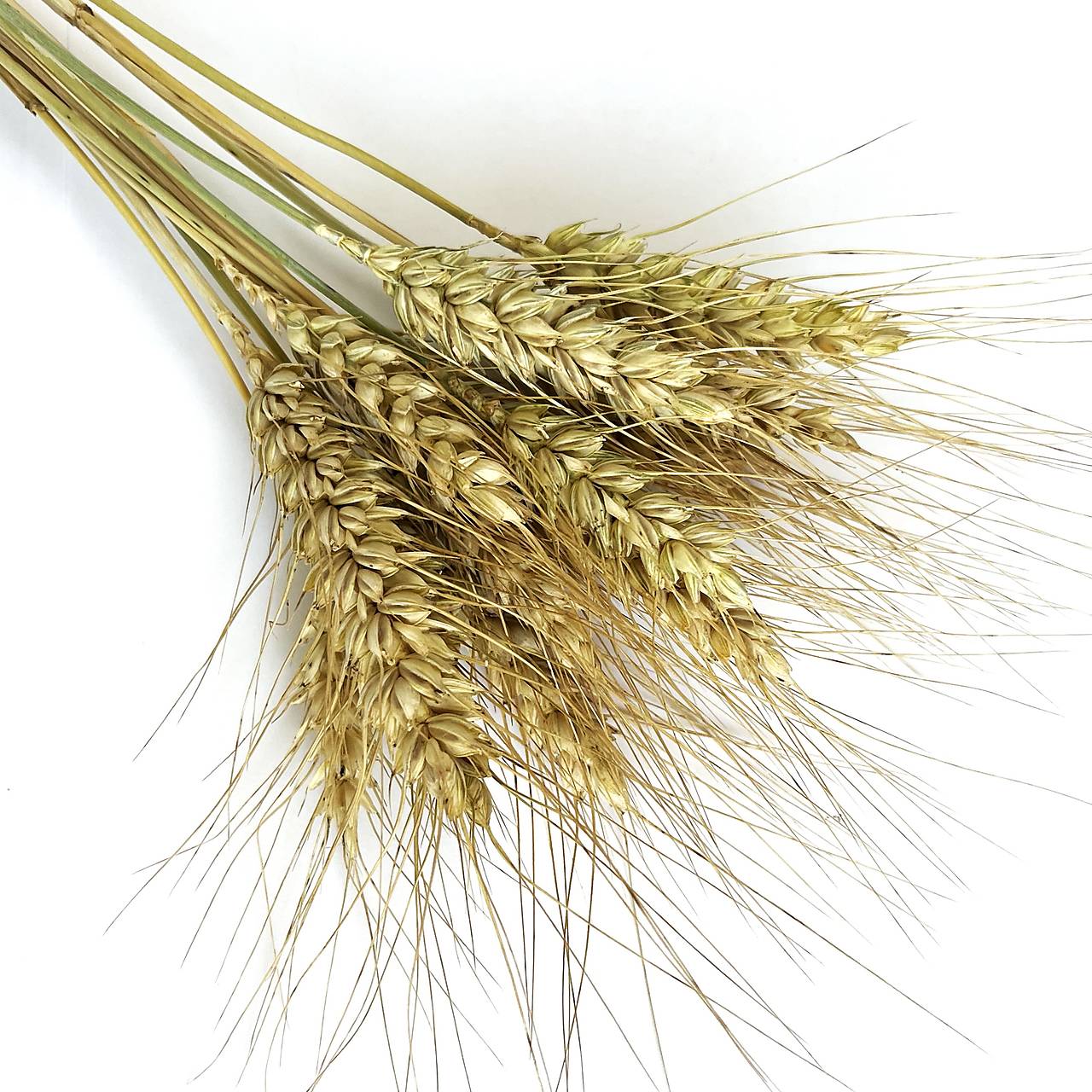 pšenica fúzatá zlatistá