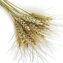 Suroviny - pšenica fúzatá zlatistá - 15772814_