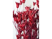 Suroviny - Nigella - farba červená - 15797563_