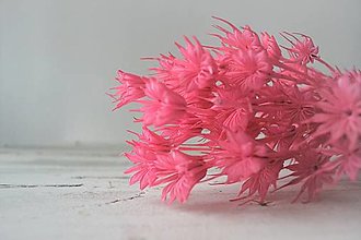Suroviny - Nigella - farba pink - 15797531_