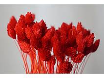 Suroviny - Phalaris - farba červená - 15799737_