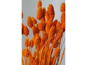 Suroviny - Phalaris - farba oranžová - 15799696_