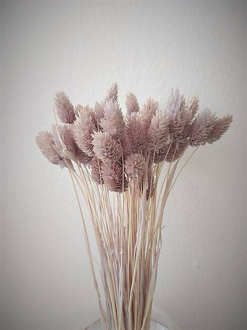 Suroviny - Phalaris - farba sivá - 15801698_