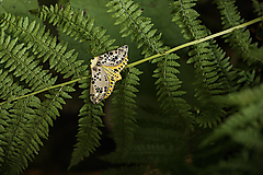 Brošne - Brošňa Nočný motýľ - 15803759_