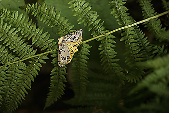 Brošne - Brošňa Nočný motýľ - 15803759_
