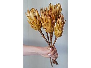 Suroviny - Protea - farba natur - 15818484_