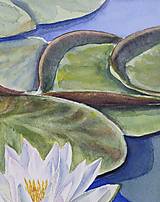 Grafika - Biely lotos.  Botanický akvarel - 15859028_
