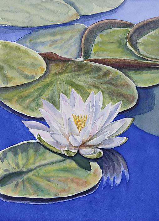 Biely lotos.  Botanický akvarel