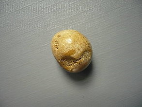 Minerály - Troml. - zkamenělý korál 18 mm, č.35f - 15863833_