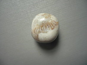 Minerály - Troml. - zkamenělý korál 18 mm, č.36f - 15863837_