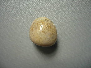 Minerály - Troml. - zkamenělý korál 17 mm, č.40f - 15863865_