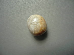 Minerály - Troml. - zkamenělý korál 17 mm, č.44f - 15863885_
