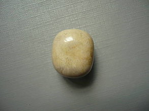 Minerály - Troml. - zkamenělý korál 18 mm, č.45f - 15863889_