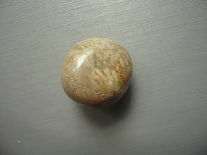 Minerály - Troml. - zkamenělý korál 20 mm, č.48f - 15863899_