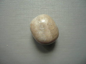 Minerály - Troml. - zkamenělý korál 19 mm, č.49f - 15863914_