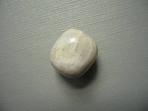 Minerály - Troml. - zkamenělý korál 17 mm, č.52f - 15863937_