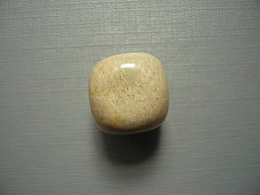 Minerály - Troml. - zkamenělý korál 16 mm, č.56f - 15863964_
