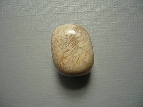Minerály - Troml. - zkamenělý korál 21 mm, č.57f - 15863969_