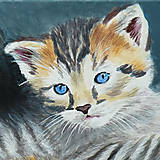Obrazy - Mačiatka s modrými očami - 15873661_