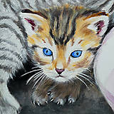 Obrazy - Mačiatka s modrými očami - 15873665_