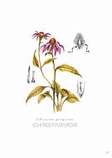 Obrazy - Obraz Echinacea purpurová - Botanická ilustrácia (Print) - 15874410_