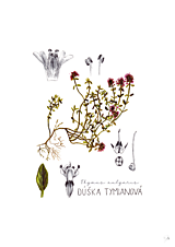 Obrazy - Obraz Dúška tymianová / Materina dúška - Botanická ilustrácia (Print) - 15874445_