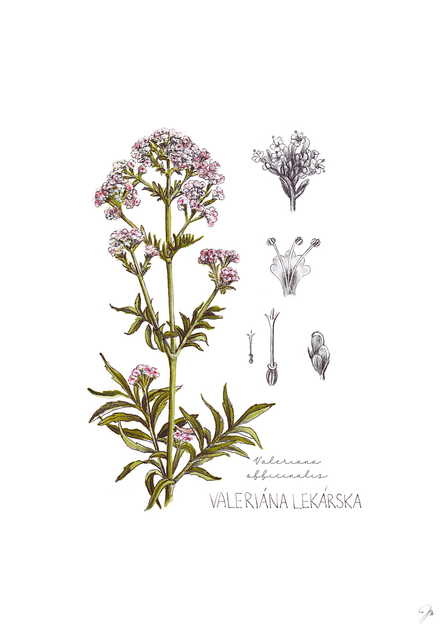 Obraz Valeriána lekárska - Botanická ilustrácia (Print)
