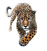 Galantéria - NZ101M Nažehľovačka leopard 18 x 25 cm - 15875216_