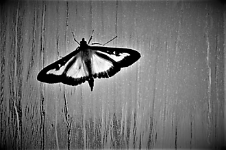 Fotografie - Nočný motýľ - Fotografia - 15877611_