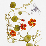 Obrazy - Obraz Kapucínka väčšia - Botanická ilustrácia (Print) - 15880178_