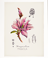 Obrazy - Obraz Magnólia - Botanická ilustrácia (Print) - 15909349_
