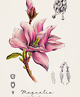 Obrazy - Obraz Magnólia - Botanická ilustrácia (Print) - 15913769_