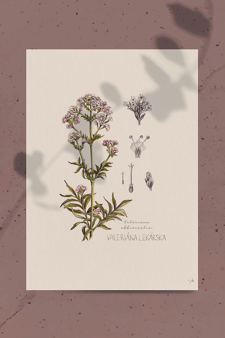 Obraz Valeriána lekárska - Botanická ilustrácia (Print)