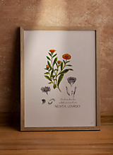 Obrazy - Obraz Nechtík lekársky - Botanická ilustrácia (Print) - 15931377_
