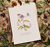 Obrazy - Obraz Echinacea purpurová - Botanická ilustrácia (Print) - 15931612_