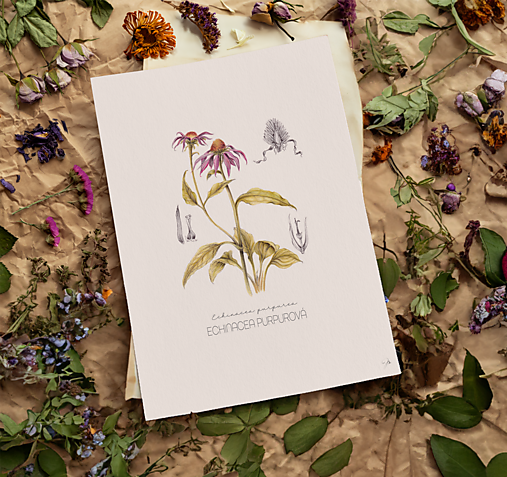 Obraz Echinacea purpurová - Botanická ilustrácia (Print)