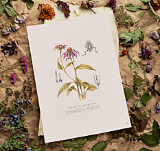 Obrazy - Echinacea purpurová - Botanická ilustrácia (Print) - 15931612_