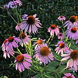 Bylinky - Echinacea purpurová - 15936052_