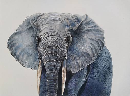 Slon, kresba pastelkami