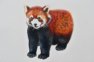 Kresby - Panda, kresba - 15954656_