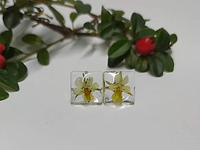 Náušnice - Violky kocky - pecky - pecky do uší s pravými květy. - 15965970_
