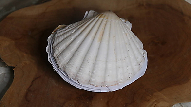 Knihy - Kniha mušla - veľká - 15972556_