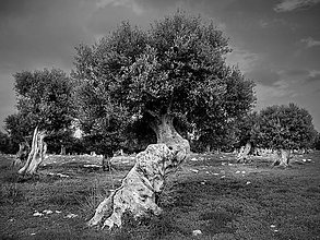 Obrazy - Starý olivovník, Puglia, Taliansko - 15979780_