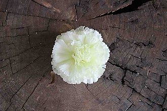 Iný materiál - Hlavička kvetu karafiát 7cm, krémová - dekorácia - 16001383_