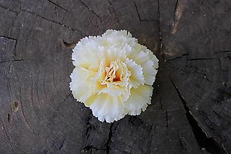 Iný materiál - Hlavička kvetu karafiát 7cm, vanilková - dekorácia - 16007338_
