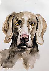 Kresby - weimar ☀️ portrét psíka - 16004978_